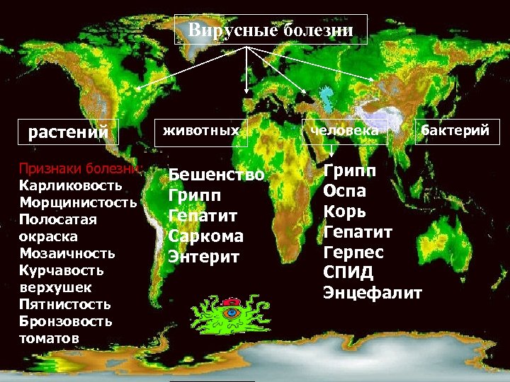 Вирусные болезни растений Признаки болезни: Карликовость Морщинистость Полосатая окраска Мозаичность Курчавость верхушек Пятнистость Бронзовость