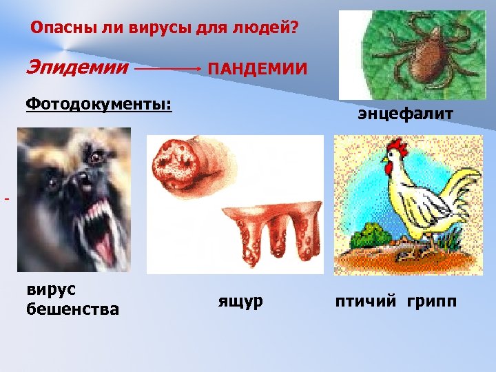 Опасны ли вирусы для людей? Эпидемии ПАНДЕМИИ Фотодокументы: энцефалит вирус бешенства ящур птичий грипп