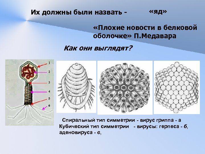 Их должны были назвать - «яд» «Плохие новости в белковой оболочке» П. Медавара Как