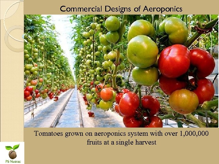Commercial Designs of Aeroponics Tomatoes grown on aeroponics system with over 1, 000 fruits