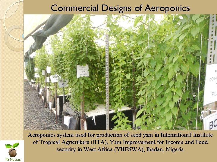 Commercial Designs of Aeroponics system used for production of seed yam in International Institute