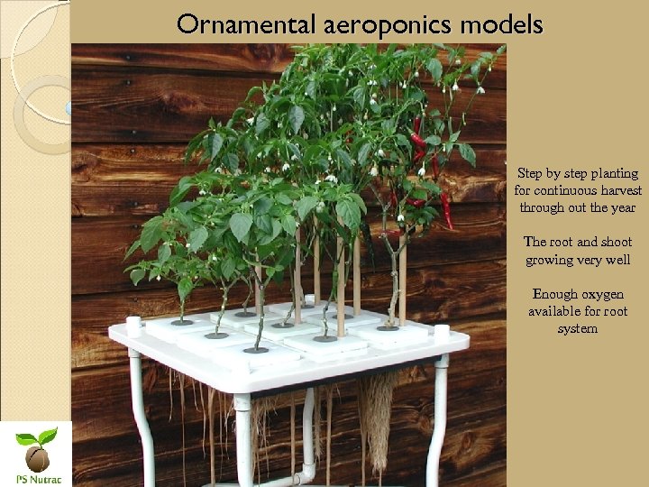 Ornamental aeroponics models Step by step planting for continuous harvest through out the year