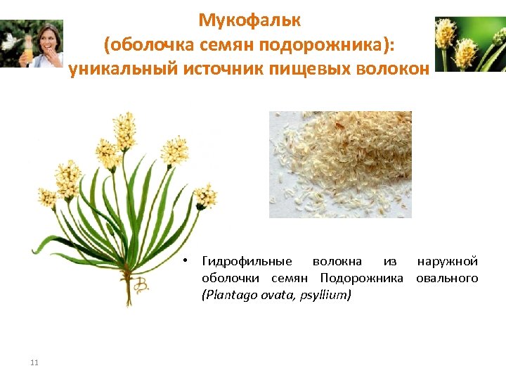 Волокна подорожника. Подорожника овального семян оболочка. Подорожник яйцевидный семена. Оболочка семян подорожника овального (Plantago ovata Forssk. Подорожника овального семян оболочка Tunica semenum plantaginis ovatae.