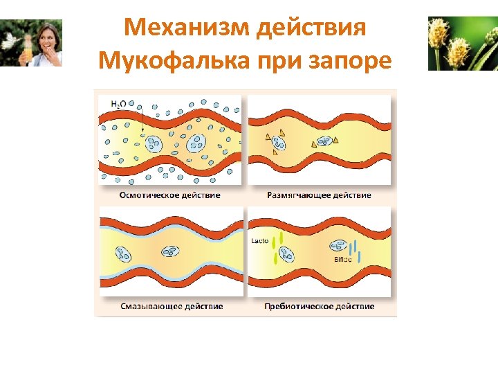 Механизм действия Мукофалька при запоре 
