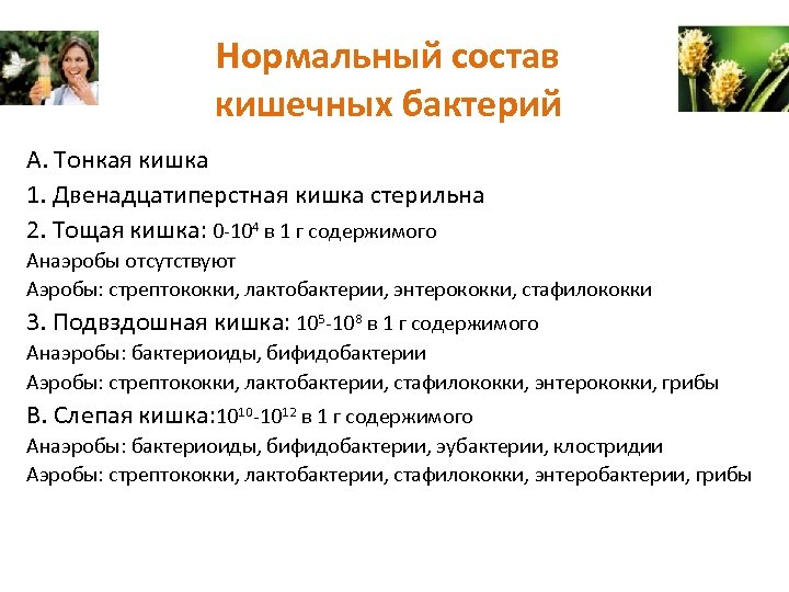 Нормальный состав кишечных бактерий А. Тонкая кишка 1. Двенадцатиперстная кишка стерильна 2. Тощая кишка: