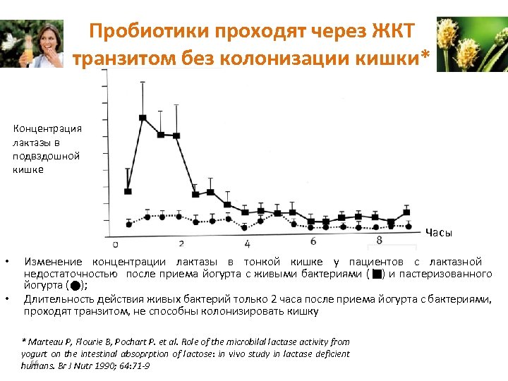 Пробиотики проходят через ЖКТ транзитом без колонизации кишки* Концентрация лактазы в подвздошной кишке Часы