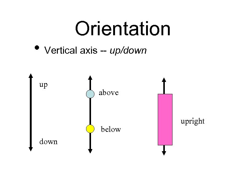 Orientation • Vertical axis -- up/down up above below down upright 