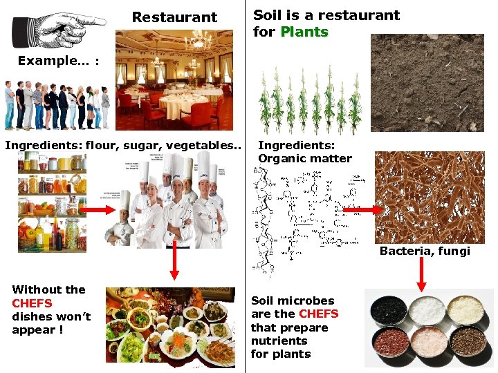 Restaurant Soil is a restaurant for Plants Example… : Ingredients: flour, sugar, vegetables. .