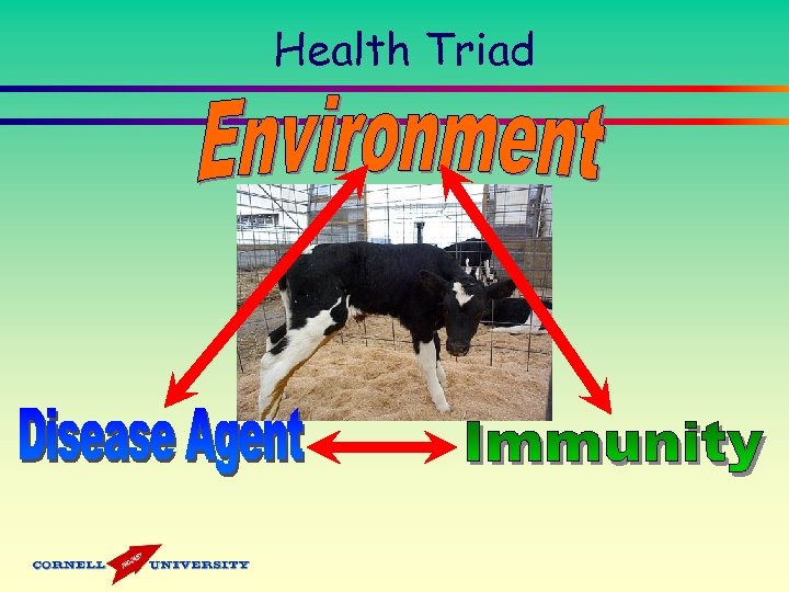 Health Triad 