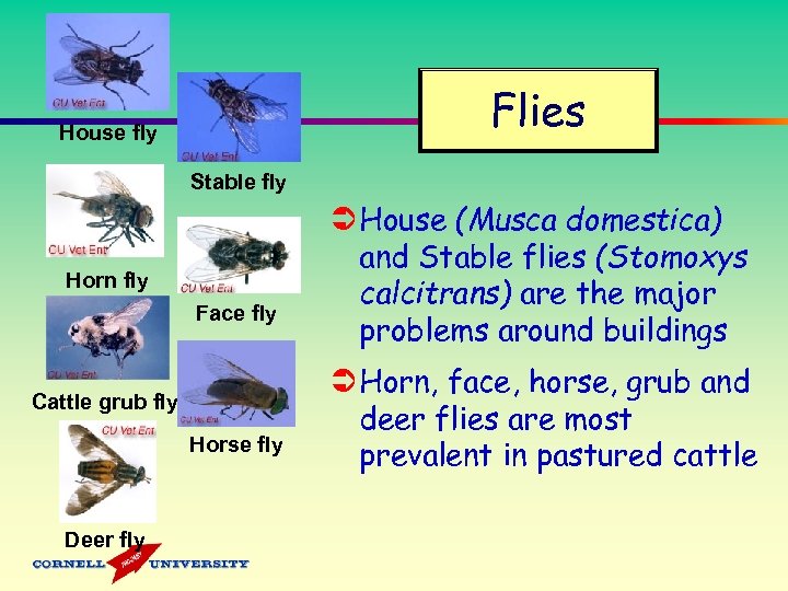 Flies House fly Stable fly Horn fly Face fly Cattle grub fly Horse fly