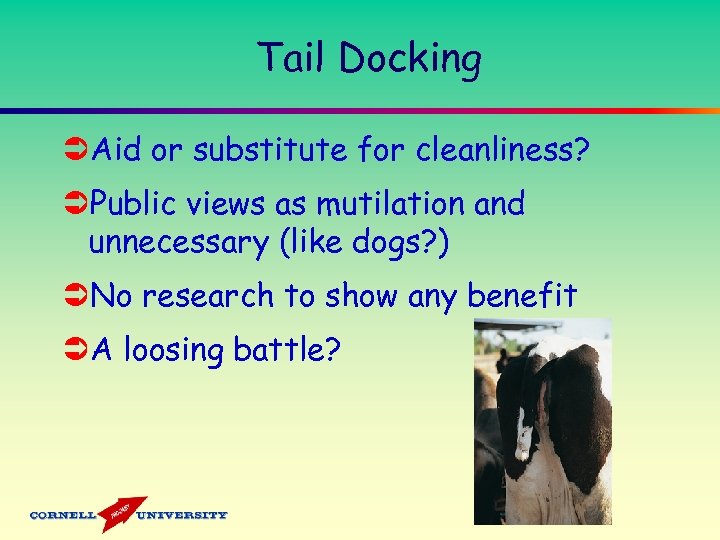Tail Docking ÜAid or substitute for cleanliness? ÜPublic views as mutilation and unnecessary (like