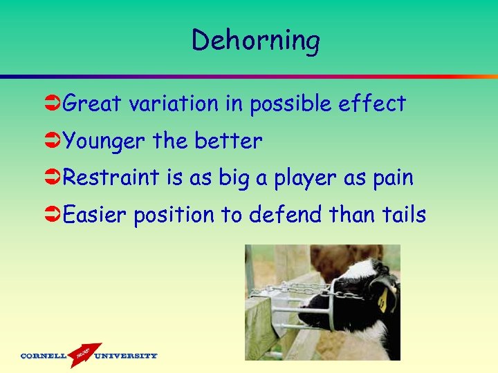 Dehorning ÜGreat variation in possible effect ÜYounger the better ÜRestraint is as big a