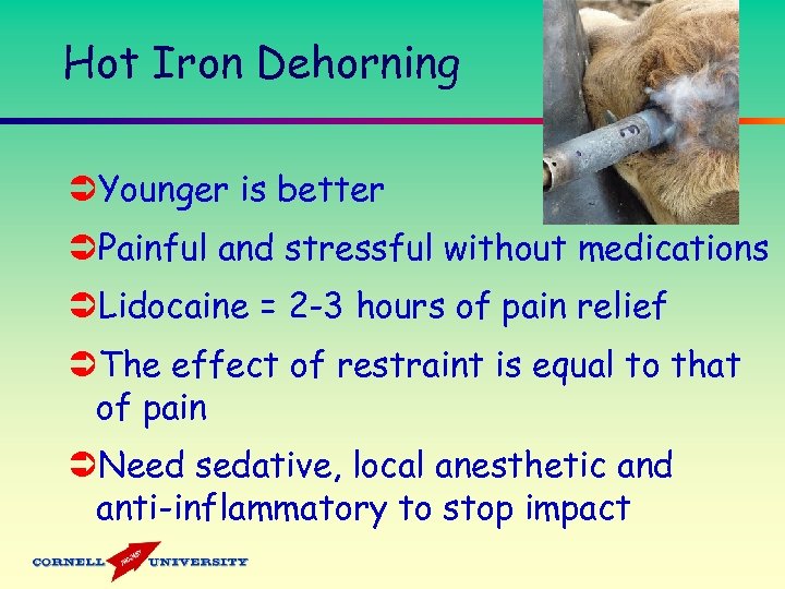 Hot Iron Dehorning ÜYounger is better ÜPainful and stressful without medications ÜLidocaine = 2