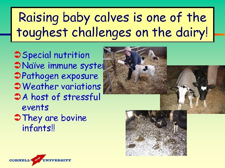 Raising baby calves is one of the toughest challenges on the dairy! Ü Special