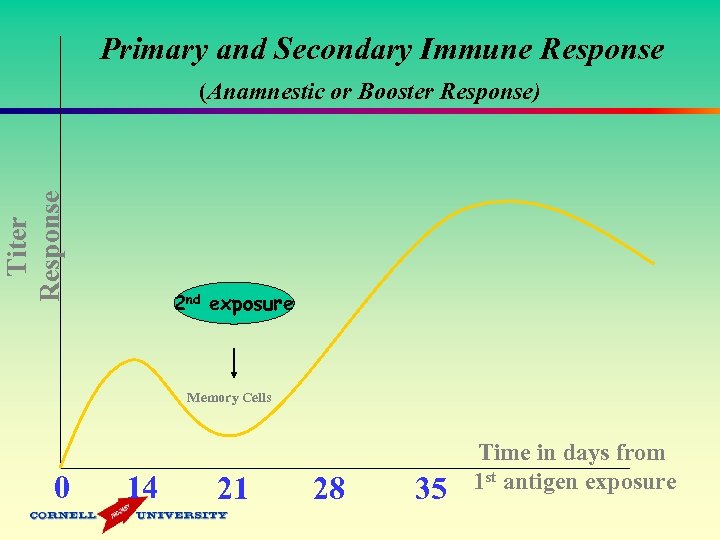 Primary and Secondary Immune Response Titer Response (Anamnestic or Booster Response) 2 nd exposure