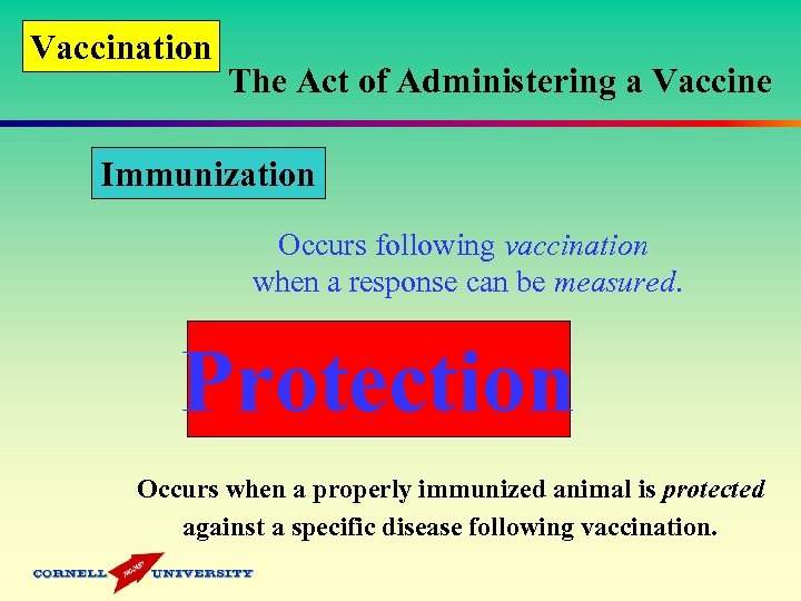 Vaccination The Act of Administering a Vaccine Immunization Occurs following vaccination when a response