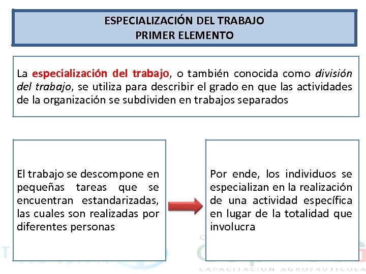 ESPECIALIZACIÓN DEL TRABAJO PRIMER ELEMENTO La especialización del trabajo, o también conocida como división