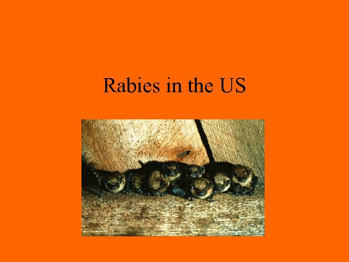 Rabies in the US 