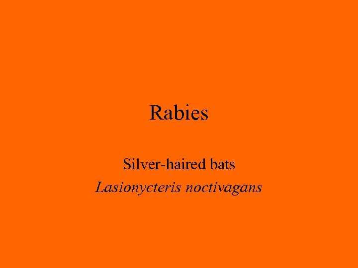 Rabies Silver-haired bats Lasionycteris noctivagans 