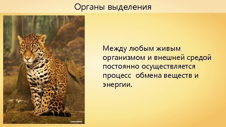 Органы выделения Между любым живым организмом и внешней средой постоянно осуществляется процесс обмена веществ