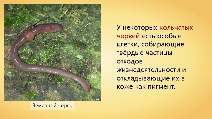 У некоторых кольчатых червей есть особые клетки, собирающие твёрдые частицы отходов жизнедеятельности и откладывающие