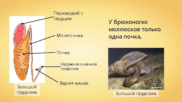 Перикардий с сердцем Мочеточник У брюхоногих моллюсков только одна почка. Почка Наружное почечное отверстие