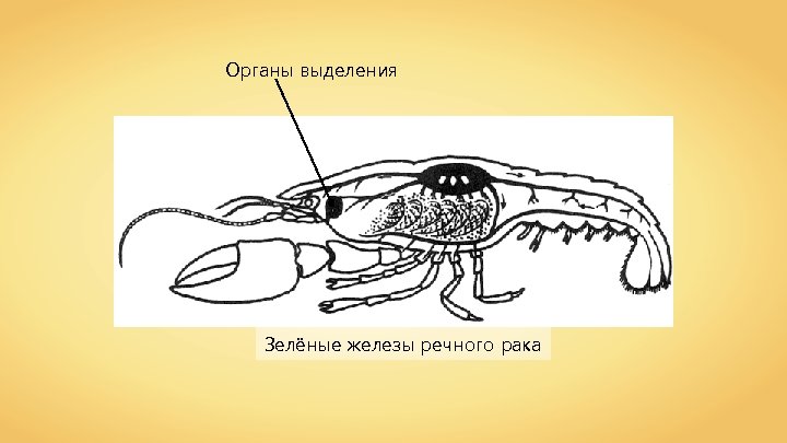 Органы выделения Зелёные железы речного рака 