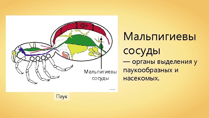 Мальпигиевы сосуды Wassily Паук — органы выделения у паукообразных и насекомых. 