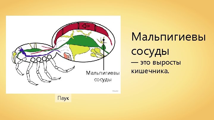 Мальпигиевы сосуды Wassily Паук — это выросты кишечника. 