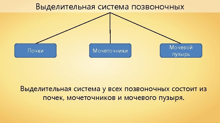 Выделительная система позвоночных Почки Мочеточники Мочевой пузырь Выделительная система у всех позвоночных состоит из