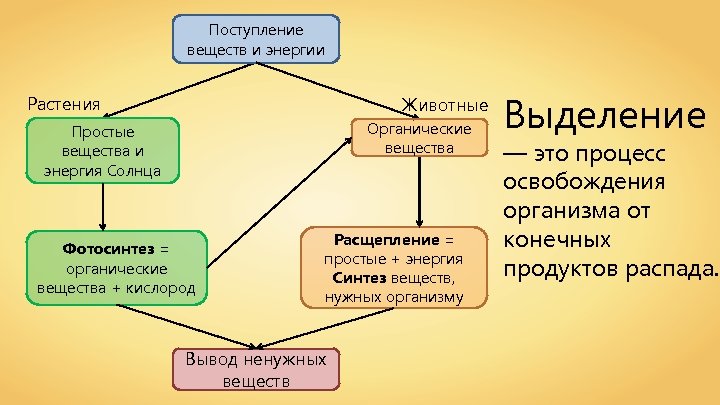 Поступление веществ и энергии Растения Животные Органические вещества Простые вещества и энергия Солнца Фотосинтез