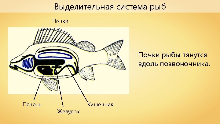 Выделительная система рыб Почки рыбы тянутся вдоль позвоночника. Печень Желудок Кишечник 