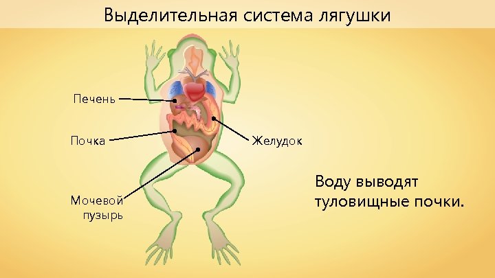 Выделительная система лягушки Печень Почка Мочевой пузырь Желудок Воду выводят туловищные почки. 