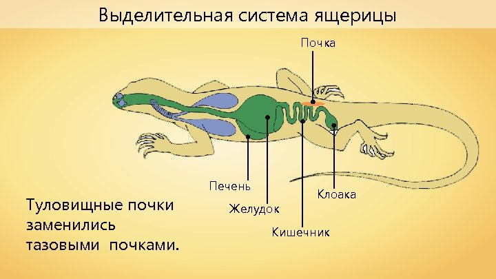 Выделительная система ящерицы Почка Туловищные почки заменились тазовыми почками. Печень Желудок Клоака Кишечник 