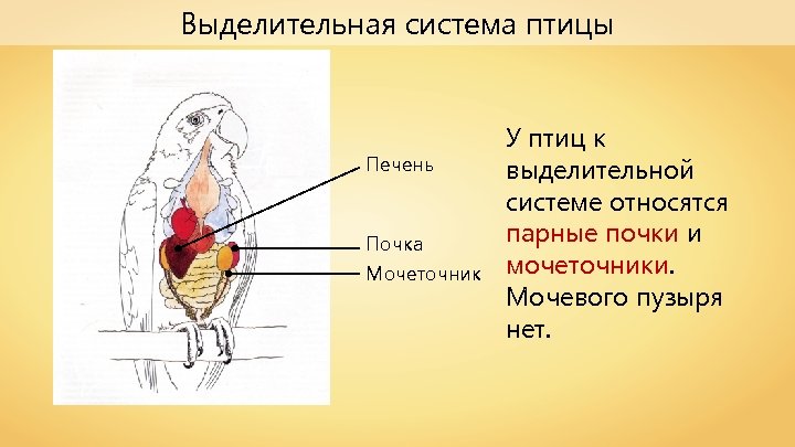 Выделительная система птицы Печень Почка Мочеточник У птиц к выделительной системе относятся парные почки