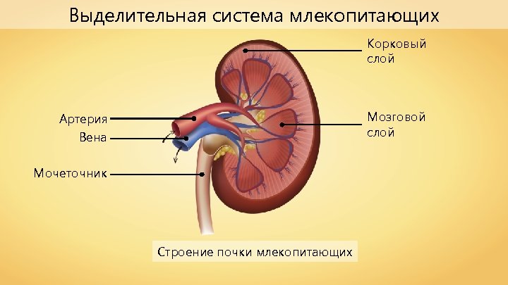 Выделительная система млекопитающих Корковый слой Мозговой слой Артерия Вена Мочеточник Строение почки млекопитающих 