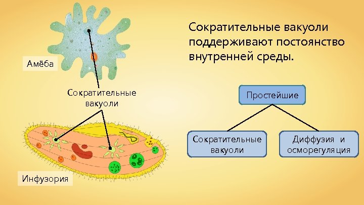 Сократительные вакуоли поддерживают постоянство внутренней среды. Амёба Сократительные вакуоли Простейшие Сократительные вакуоли Инфузория Диффузия