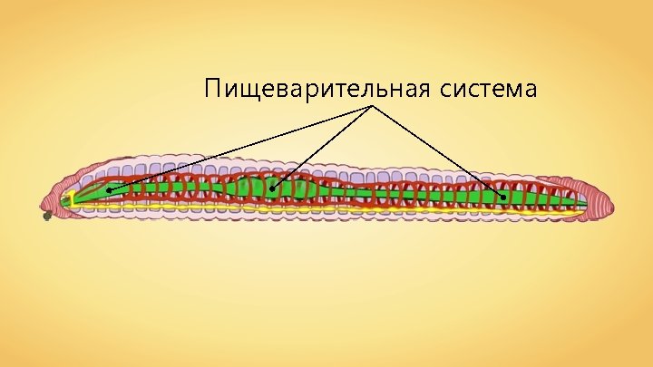 Пищеварительная система 