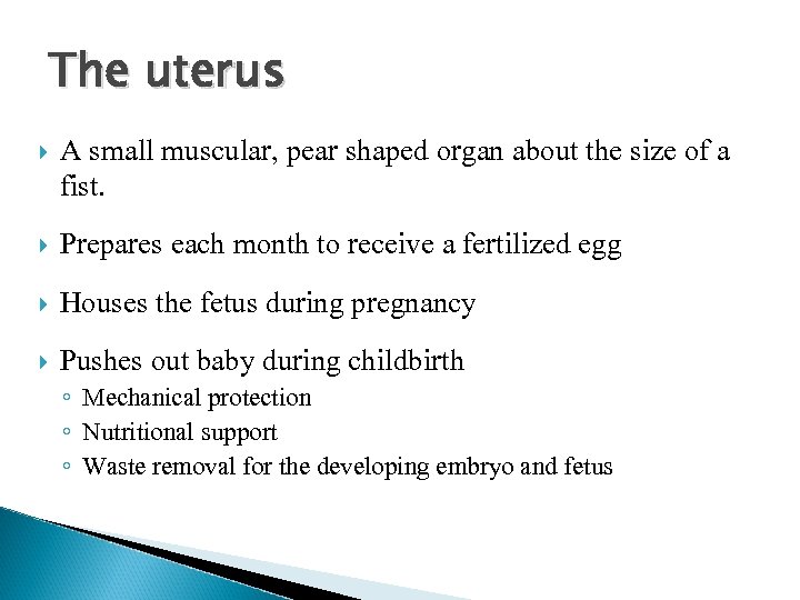 The uterus A small muscular, pear shaped organ about the size of a fist.