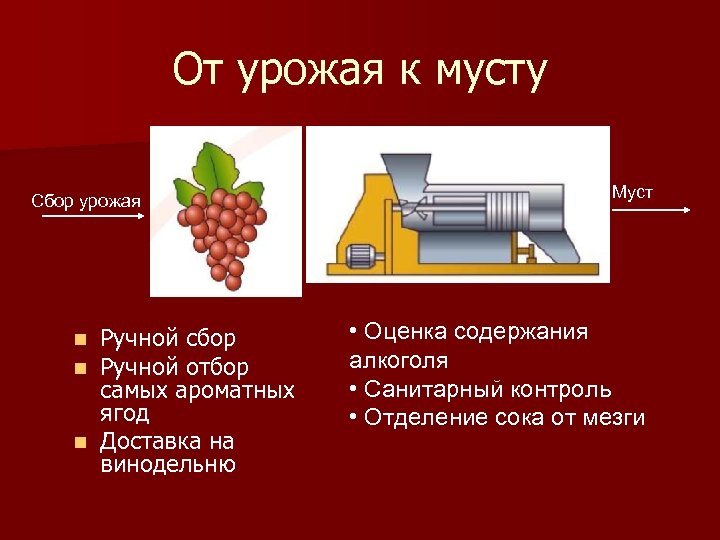 От урожая к мусту Сбор урожая Ручной сбор Ручной отбор самых ароматных ягод n