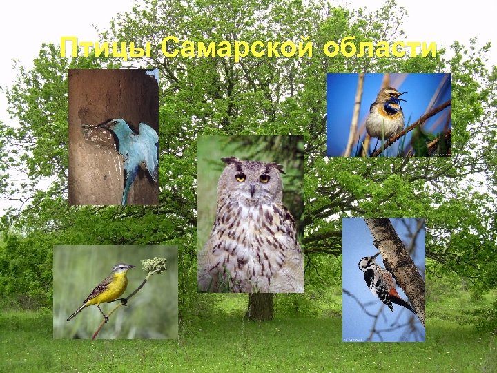 Птицы Самарской области 