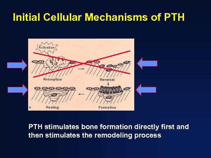 Initial Cellular Mechanisms of PTH stimulates bone formation directly first and then stimulates the