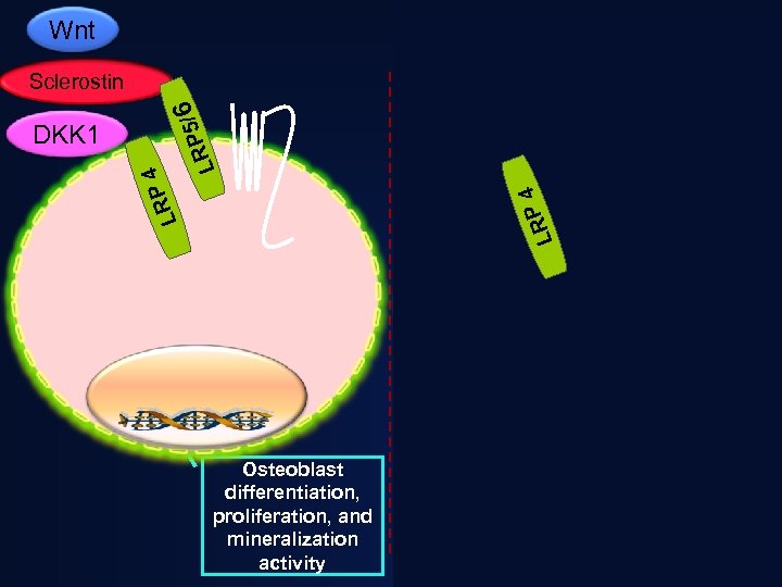 Wnt Sclerostin APC / RP 5 L 6 DS H Frat 1 4 LRP
