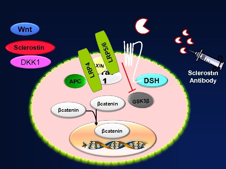 /6 Wnt RP 5 L Sclerostin AXIN LRP 4 DKK 1 APC Frat 1