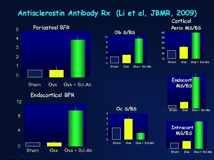 Antisclerostin Antibody Rx (Li et al, JBMR, 2009) 5 Cortical Periosteal BFR Perio MS/BS