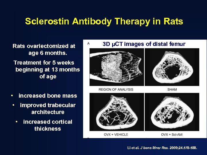 Sclerostin Antibody Therapy in Rats ovariectomized at age 6 months. 3 D µCT images