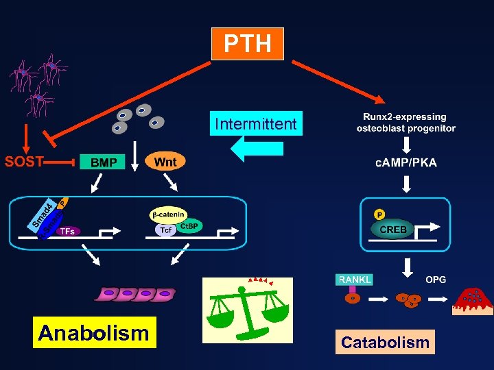 PTH Intermittent Anabolism Catabolism 