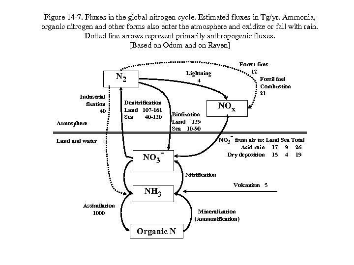 Figure 14 -7. Fluxes in the global nitrogen cycle. Estimated fluxes in Tg/yr. Ammonia,