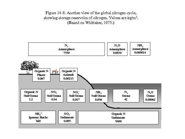 Figure 14 -8. Another view of the global nitrogen cycle, showing storage reservoirs of