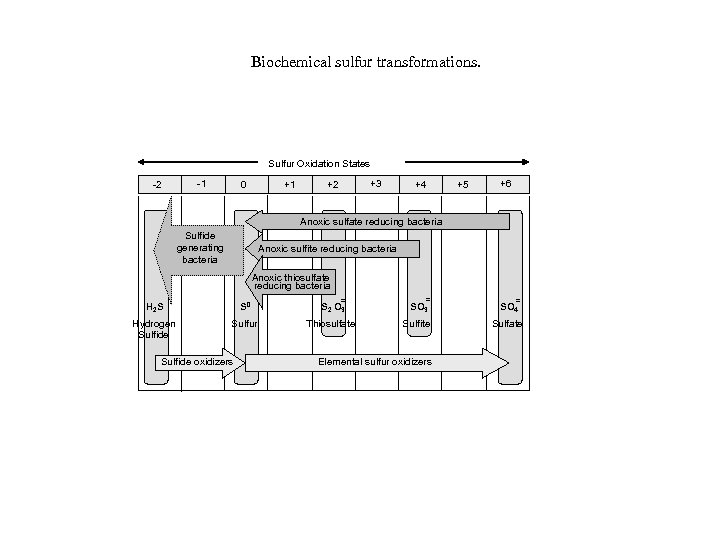 Biochemical sulfur transformations. Sulfur Oxidation States -2 -1 +1 0 +2 +3 +4 +5